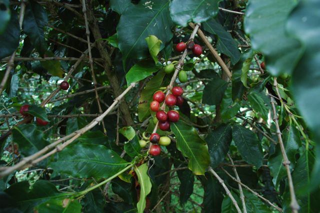 coffee beans growing on vine