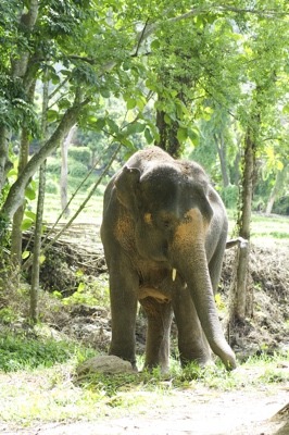 Elephant in Sri Lanka Yala National Park