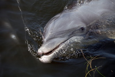 Dolphins are abundant in Cozumel. Just another reason to visit Mexico this winter.