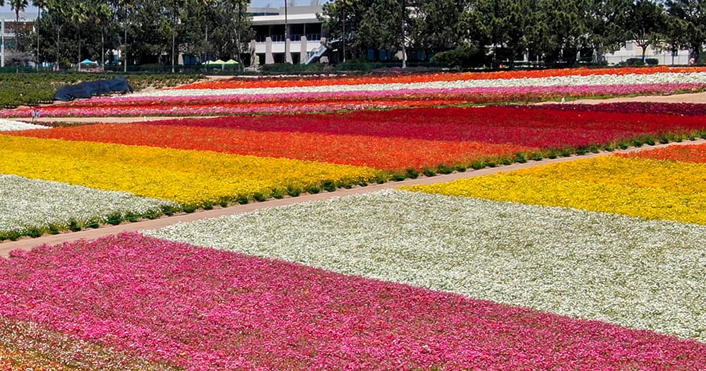 Carlsbad Flower Fields in Carlsbad, California
